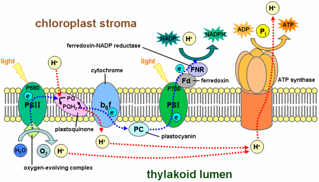 Light dependent reaction